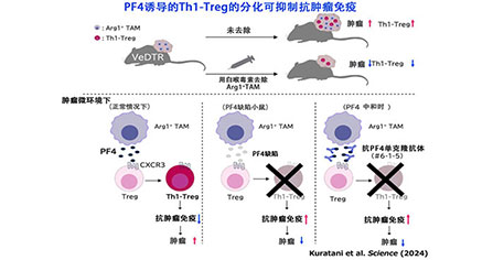 東京大學、骨骼的“骨膜”可阻止癌細胞侵入骨骼